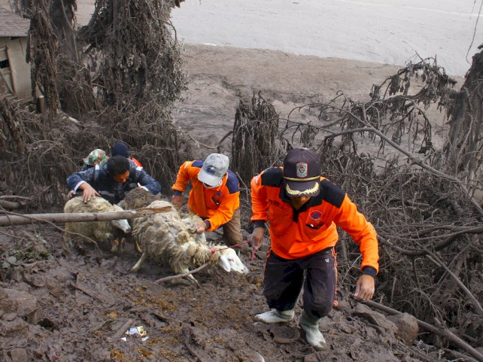Tak Hanya Pelayanan Penyintas, Posko Perhatikan Hewan Ternak Terdampak Semeru