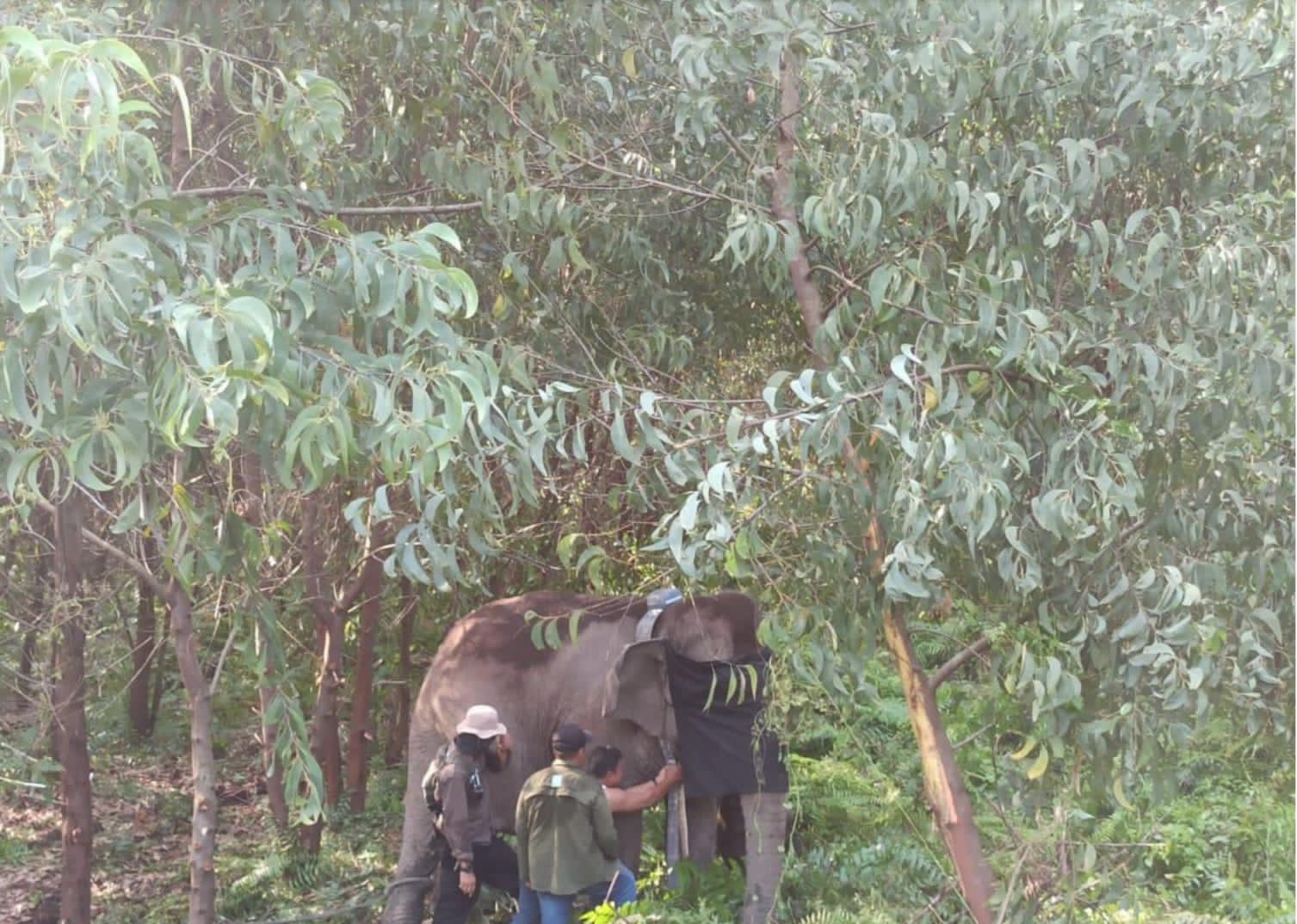 Upaya Lestarikan Gajah Sumatera, BKSDA Sumsel Pasang GPS Collar