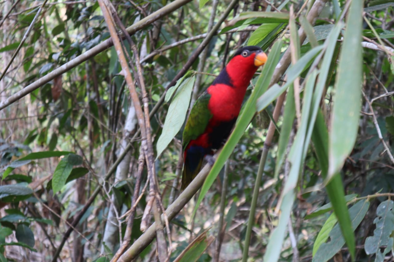 Tiga Belas Satwa Barang Bukti Titip Rawat Ditreskrimsus Kepolisian Daerah Papua Dilepasliarkan ke Alam