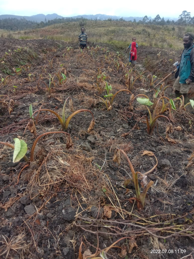 Pemkab Lanny Jaya Aktifkan Posko Tangani Bencana Kekeringan