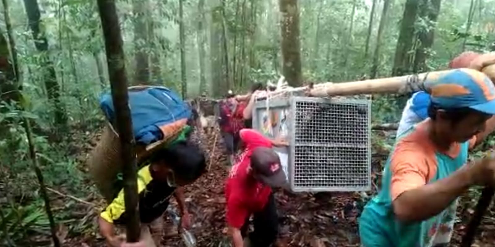 Empat Individu Orangutan Dilepasliarkan di Taman Nasional Bukit Baka Bukit Raya