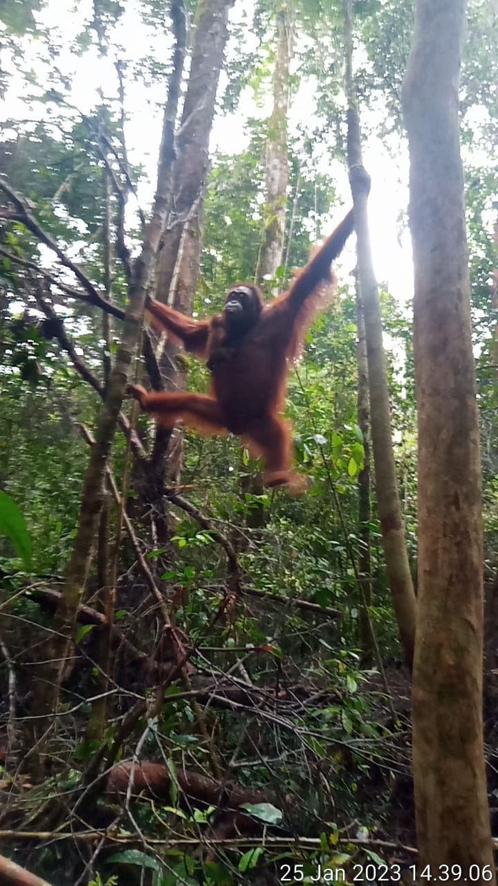 Kelahiran Orangutan Kalimantan di Awal Tahun 2023, Pertanda Baik Habitat Alaminya