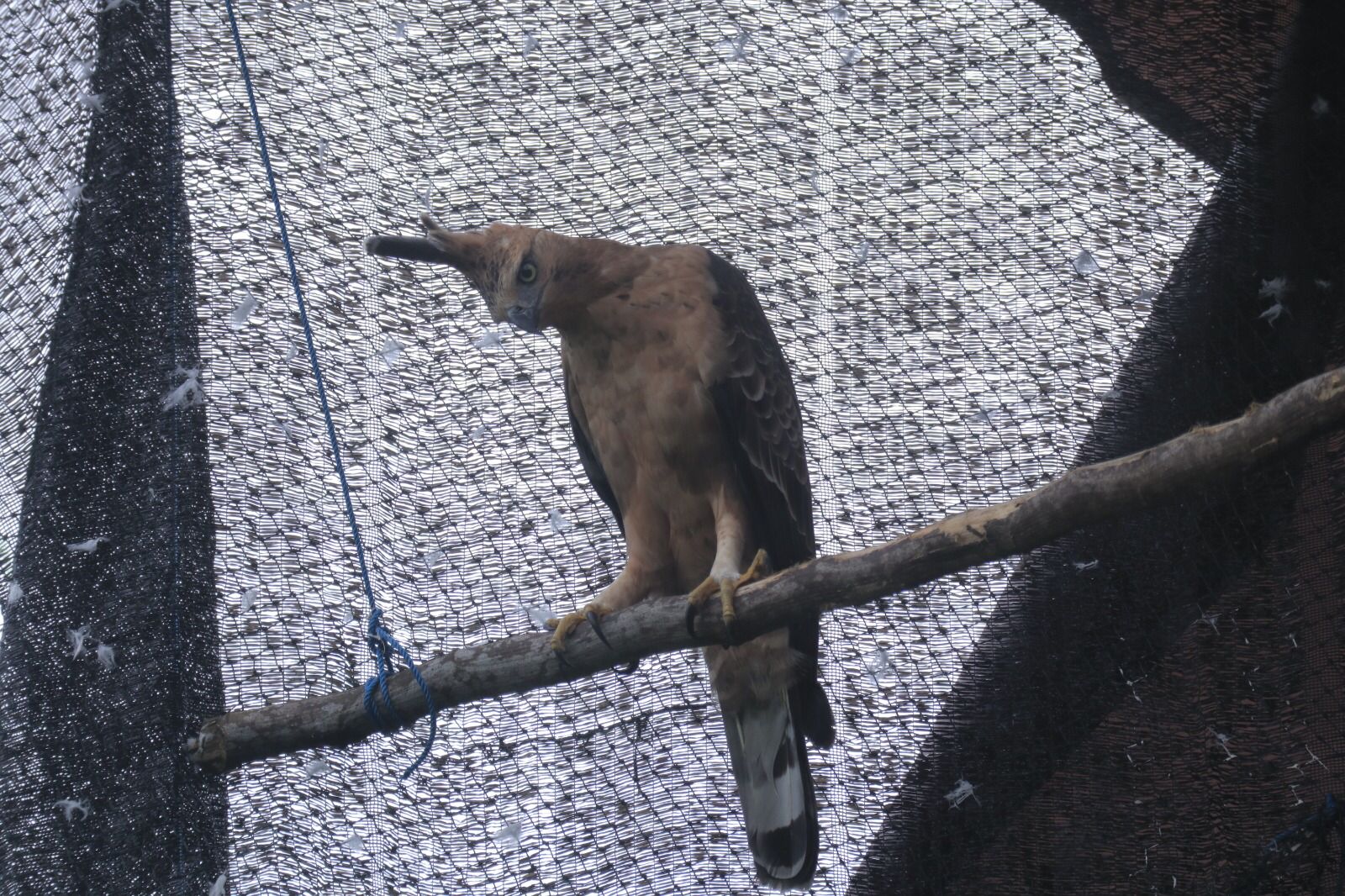 Pertama Kali, Pelepasliaran Sepasang Elang Jawa Hasil Breeding Menggunakan PinPoint Solar GPS-Argos