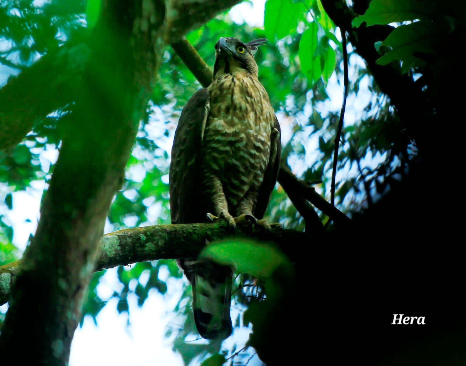 Kelahiran Bayi Elang Jawa di Taman Nasional Gunung Halimun Salak