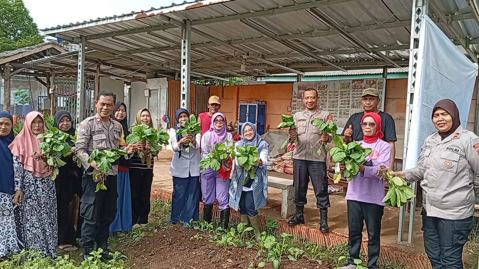 Dukung Ketahanan Pangan, Polsek Kalideres dan Warga Semanan Panen Tanaman Bayam dan Ceisim