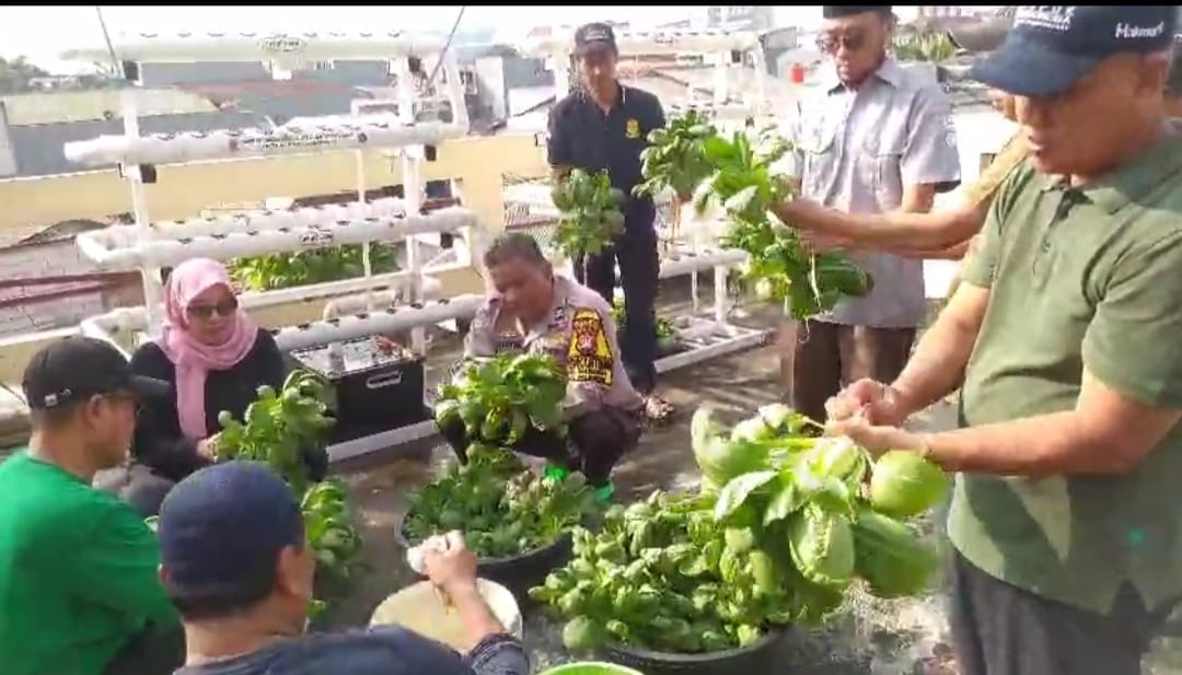 Ketahanan Pangan, Bhabinkamtibmas Palmerah dan Warga Palmerah Panen Pokcoy Hasil Kebun Bersama