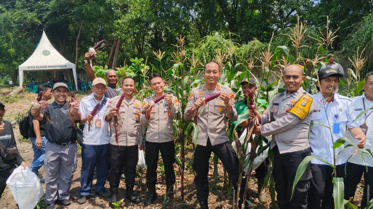Polri Panen Raya Jagung di Eco Wisata Kapuk Muara, Wujud Nyata Ketahanan Pangan Nasional