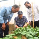 Lepas Ketergantungan Impor, Garut Siapkan Benih Kentang Industri untuk Pabrik Olahan Nasional